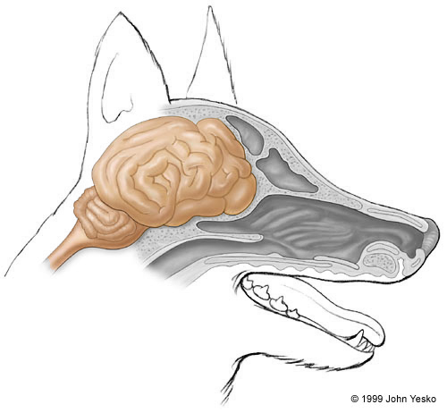 Отек мозга у собаки. Отделы мозга собаки. Головной мозг собаки анатомия. Строение головного мозга собаки.