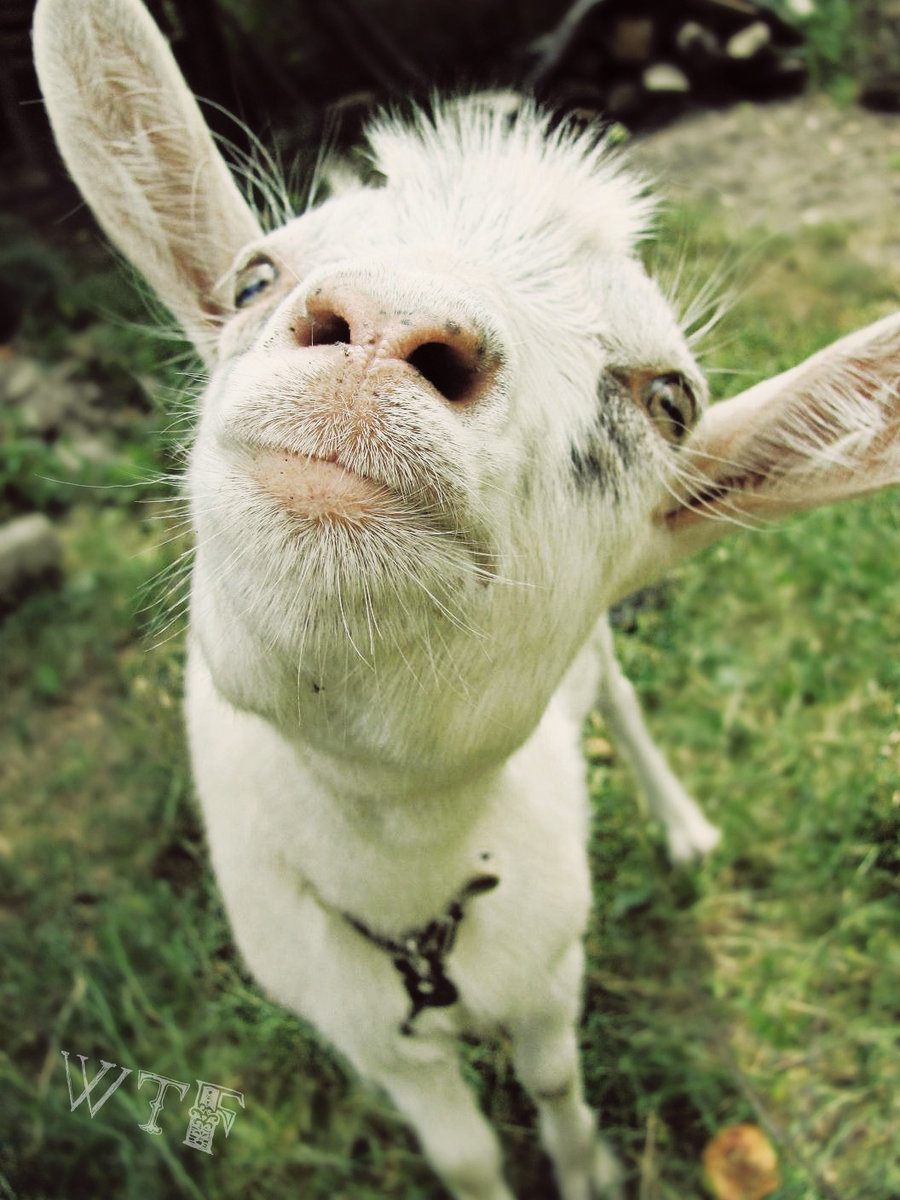  Funny  Goat  Wallpaper Quotes QuotesGram