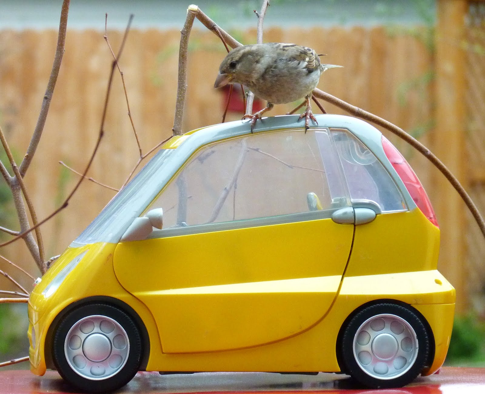 Minneapolis Backyard Birds Jeanasina's Crazy Stuff Car Salesman at a