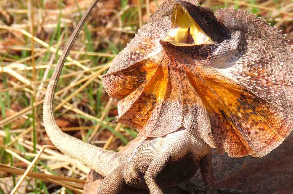 Hewan Kadal Deskripsi Ciri Jenis Manfaat Dan Bahaya Memeliharanya Hewan Reptil