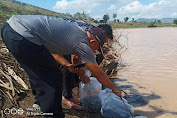 Perdana, 5.000 Benih Ikan Nila dari DKP Dilepas di Embung Sanggopa Sante, Suka Damai, Manggelewa