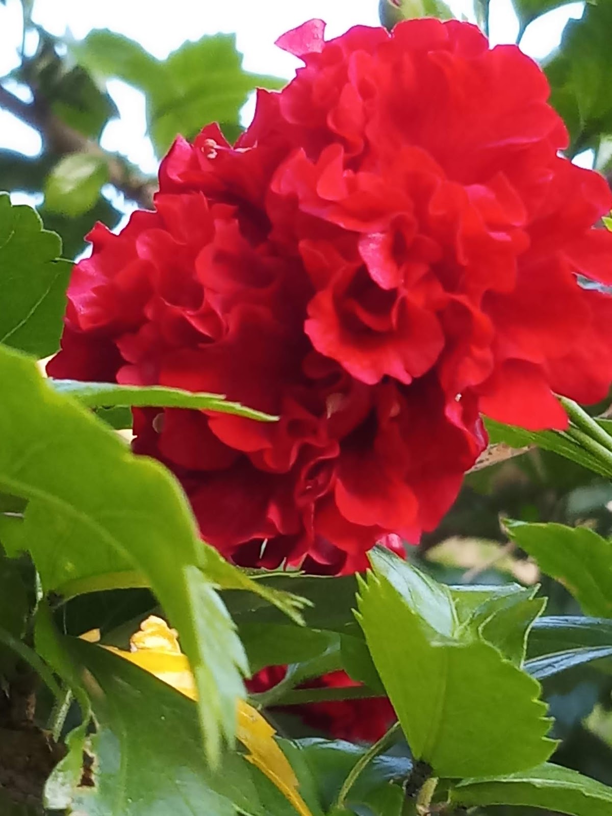 China rose flower Anipet and plants