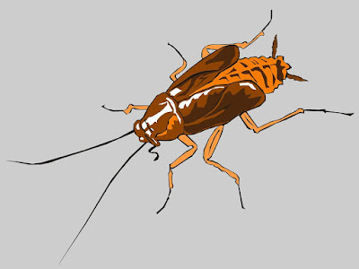 How-to-Get-Rid-of-Cockroach कॉकरोच से छुटकारा पाने के 9 घरेलू उपाय | Get Rid of Cockroach in Hindi