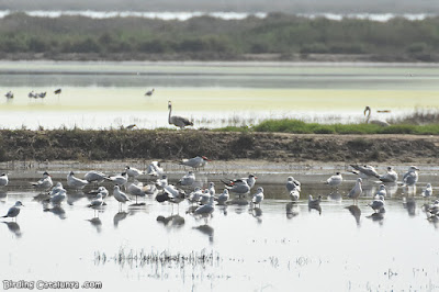 Xatracs, gavines i flamencs