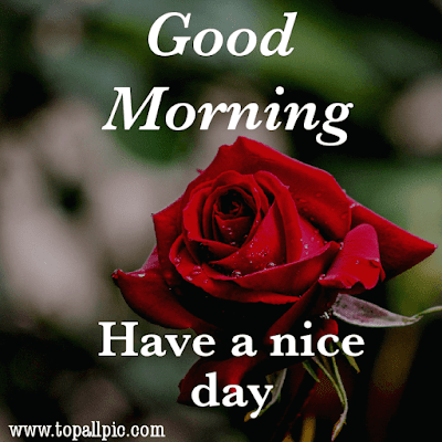 good morning tuesday images good morning tuesday images