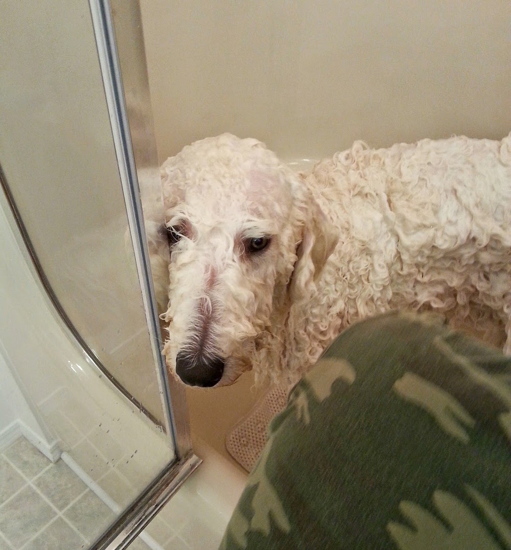 128 Dogs Before And After Their Haircuts Add Yours