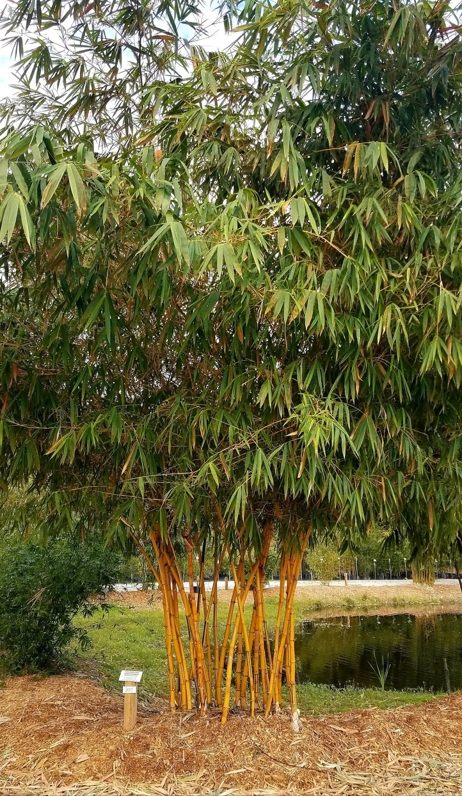 Bamboo from Florida for Privacy & Beauty. FastGrowing, Non