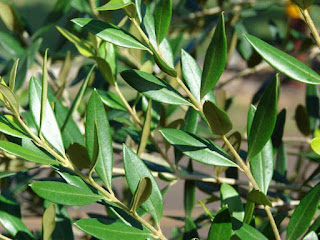La botica del llauradó, fulles, olivera