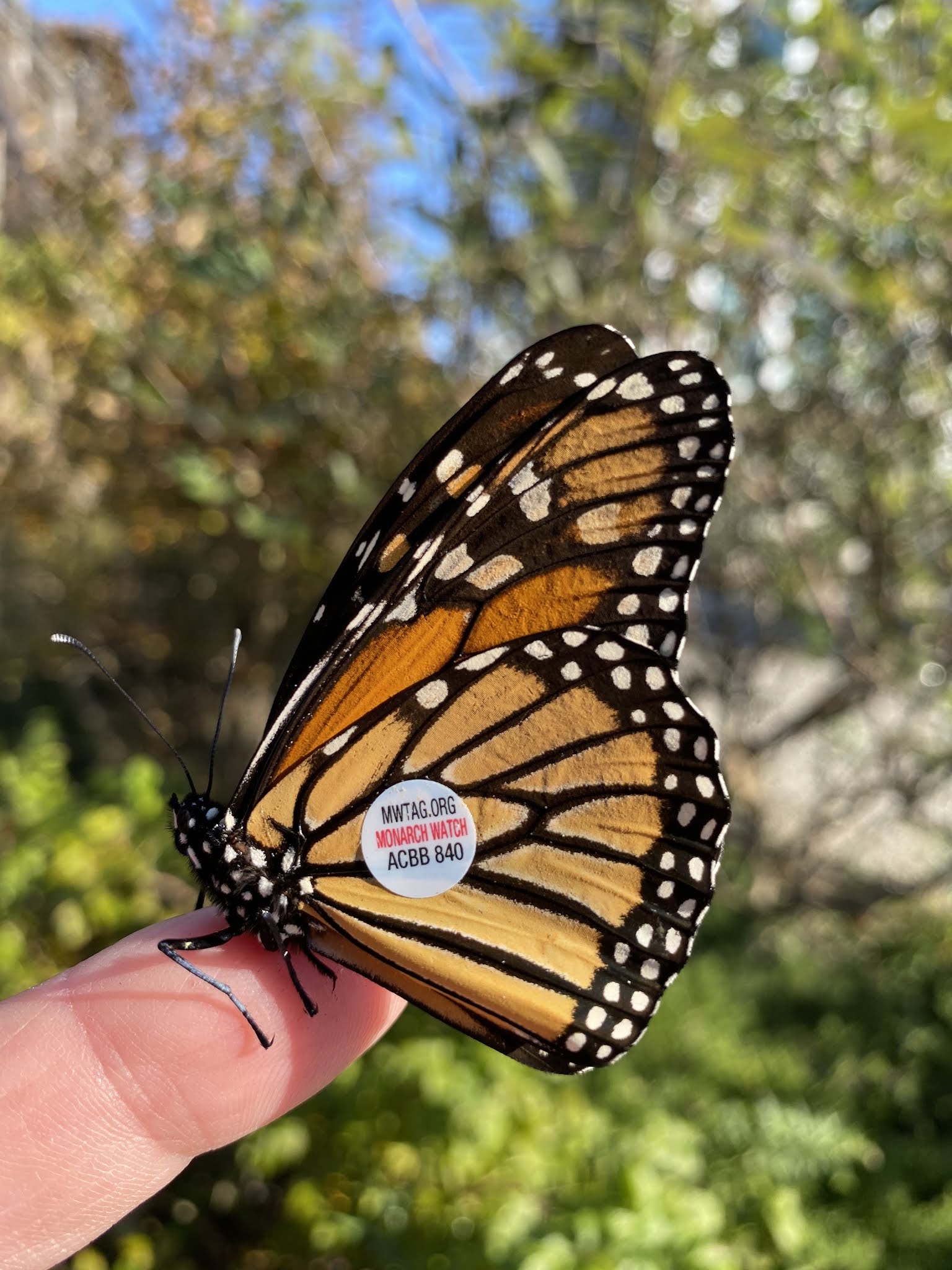Cape May Monarch Monitoring Project 2020
