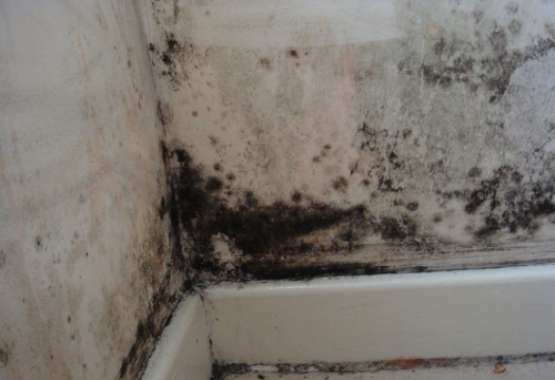 tẩy nấm mốc nhà ở tay-nam-moc-nha-o