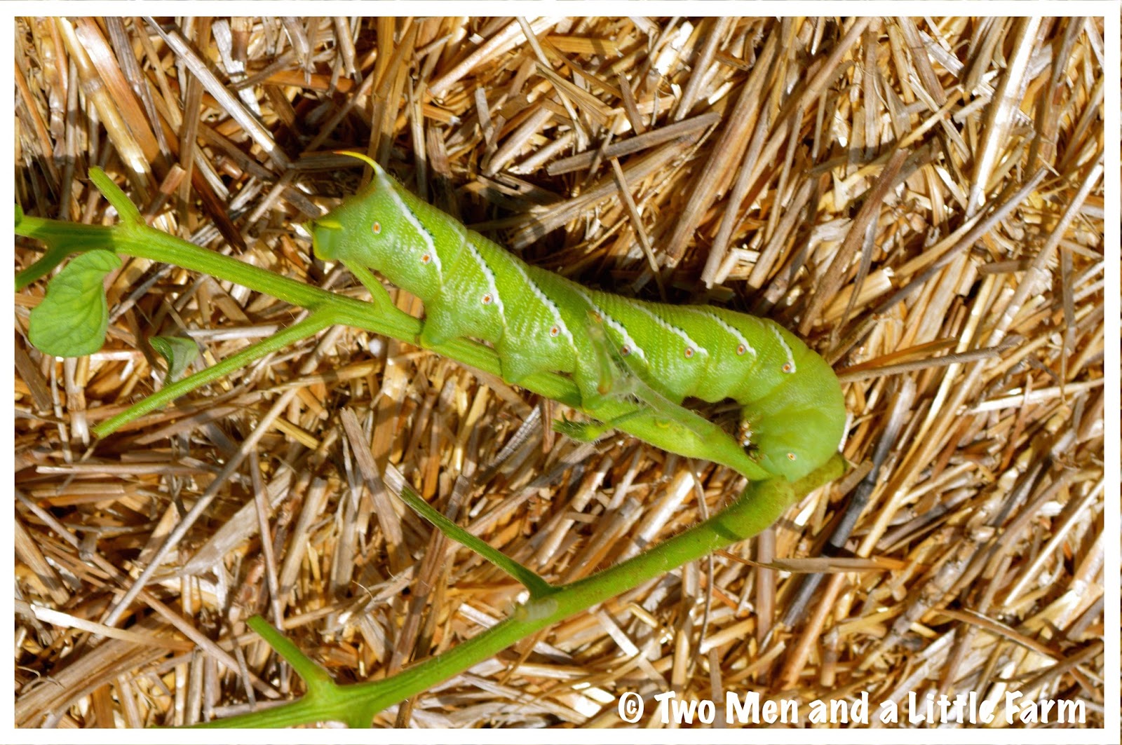 Two Men and a Little Farm TOMATO HORNWORMS OH MY