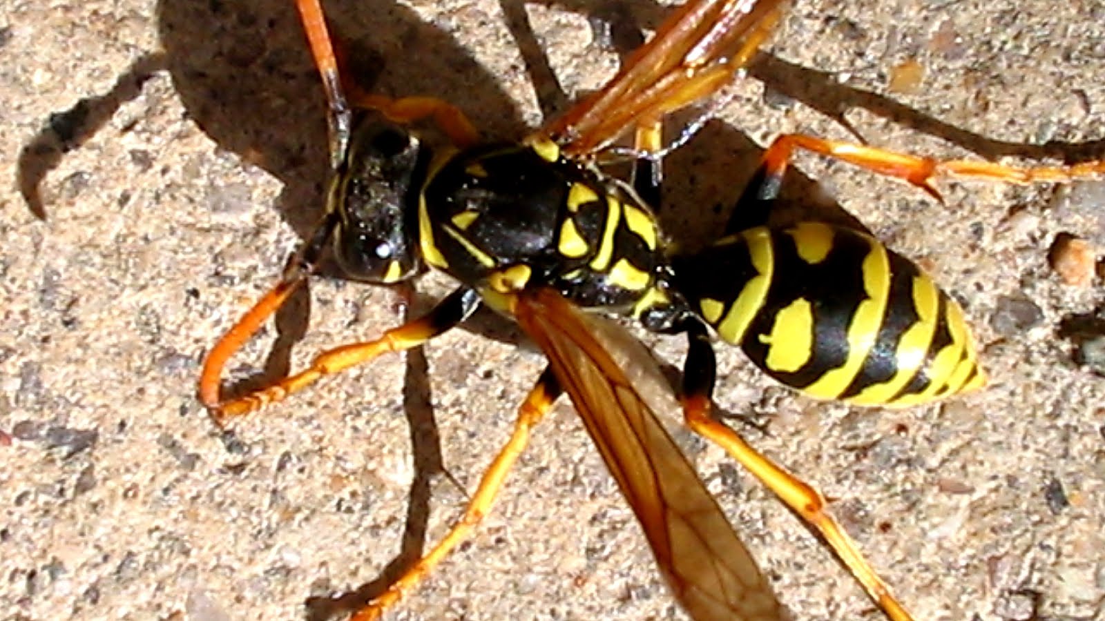 What Good Are Yellow Jackets - Yellow Choices