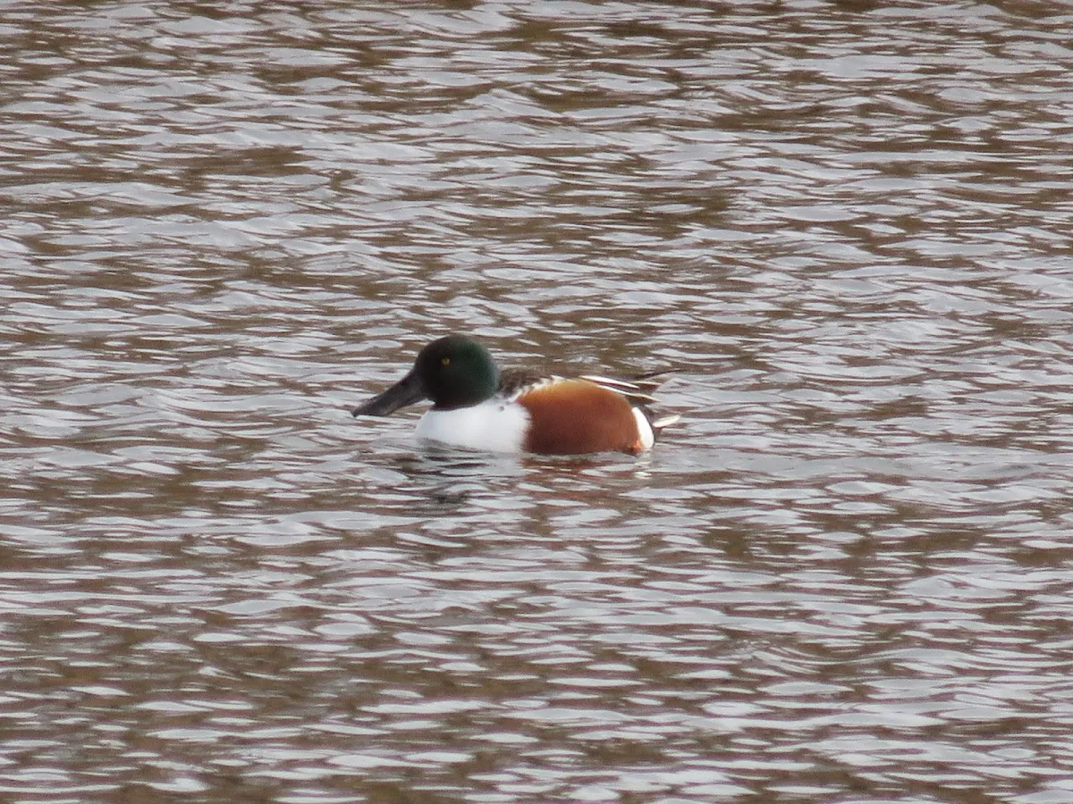 WWT London Wetland Centre: Northern Shoveler