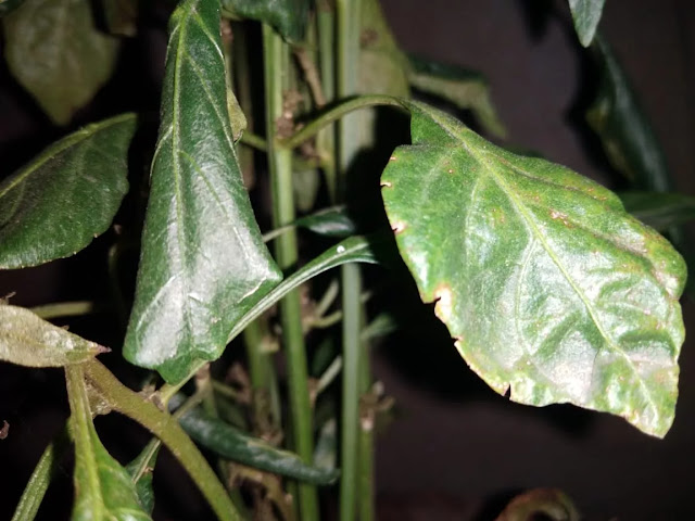 symptoms of leaf curl virus