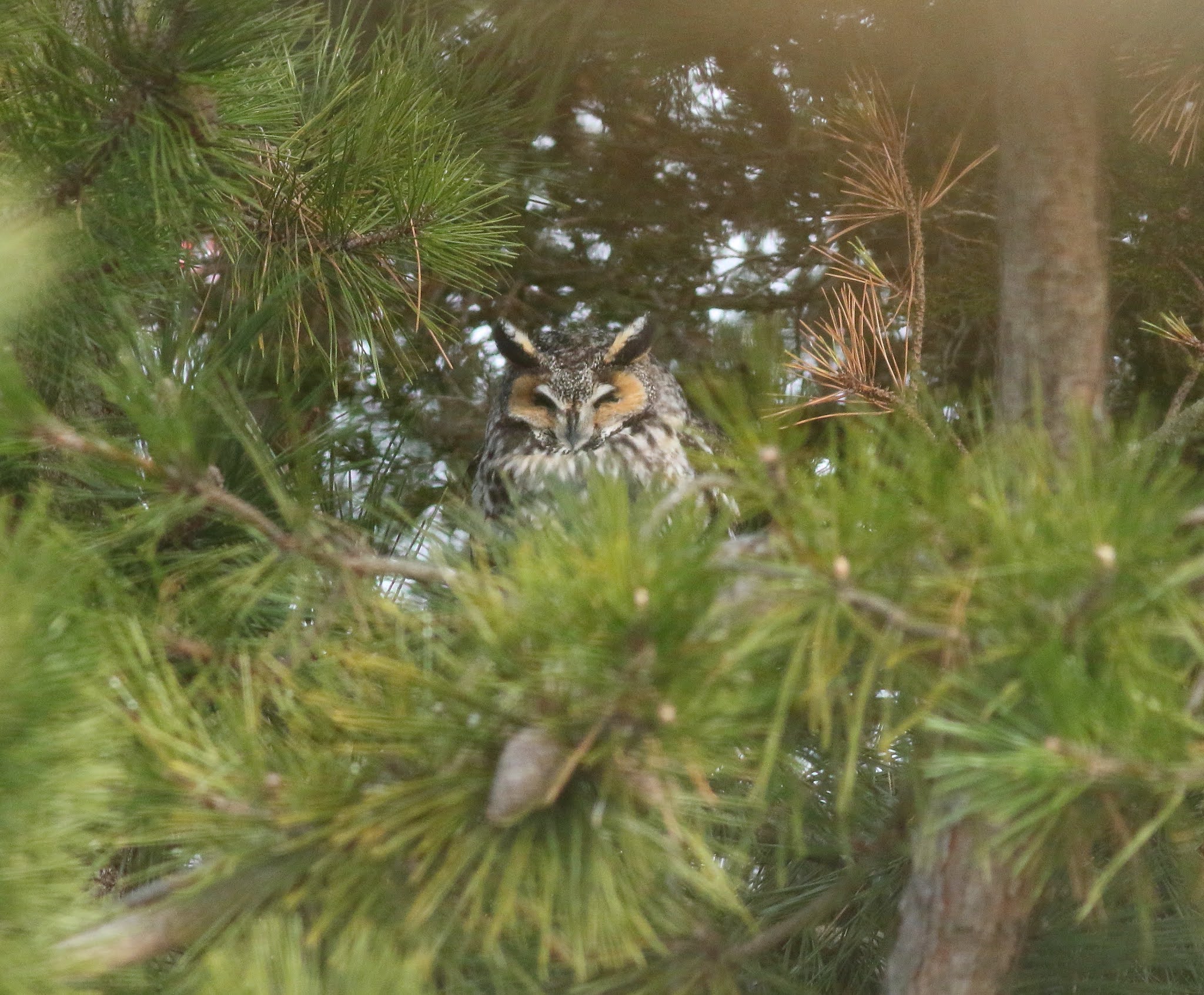 Pioneer Birding: MA - a little more on Long-eared Owls