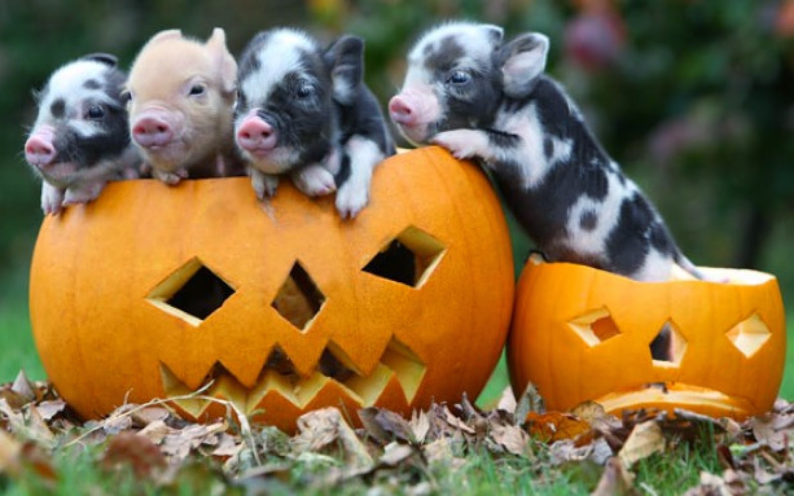 Cute and funny pictures of animals 73. Halloween pictures