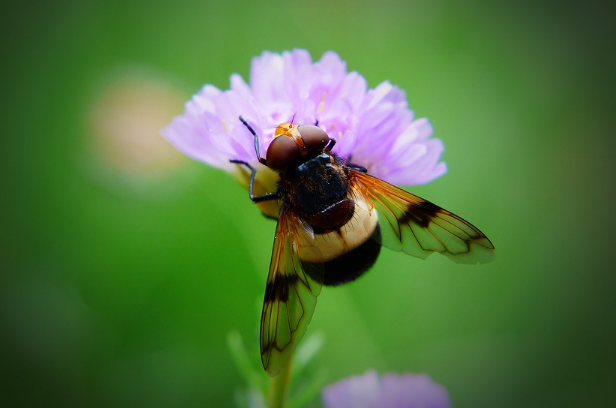 Download Ptk Ips Smp