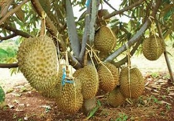 Cara Menanam Bibit Durian