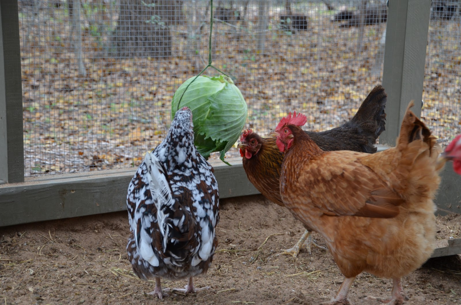 Garden Ally Chicken Tetherball Tournament
