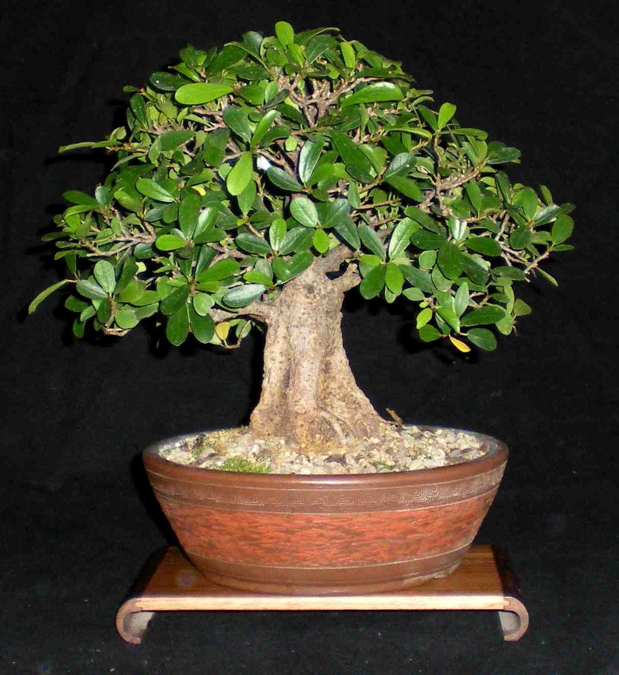 how to make bonsai tree