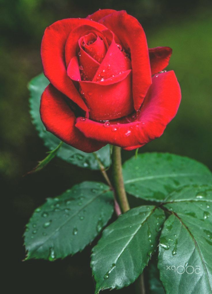 A Red, Red Rose Robert Burns Summary and Analysis)