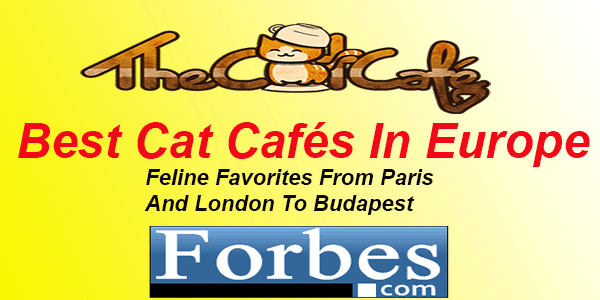 Best Cat Cafés In Europe: Feline Favorites From Paris And London To Budapest