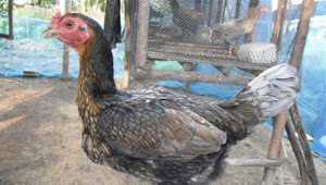 Ciri Ayam Birma Betina Yang Harus Kalian Ketahui Agar Tidak Salah Pilih
