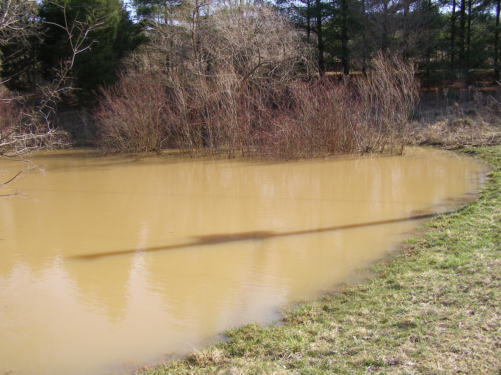 Blue Jay Barrens Post Flood Pond