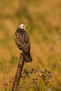 Wildlifefotografie Naturfotografie Lippeaue Mäusebussard