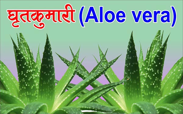 aloe vera