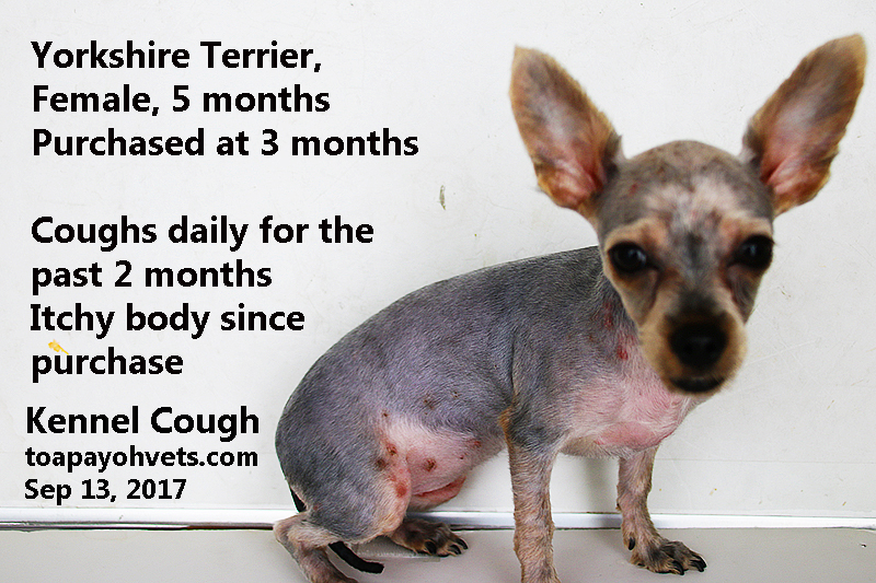 Veterinary, Photography and Travel Stories for vet students and pet