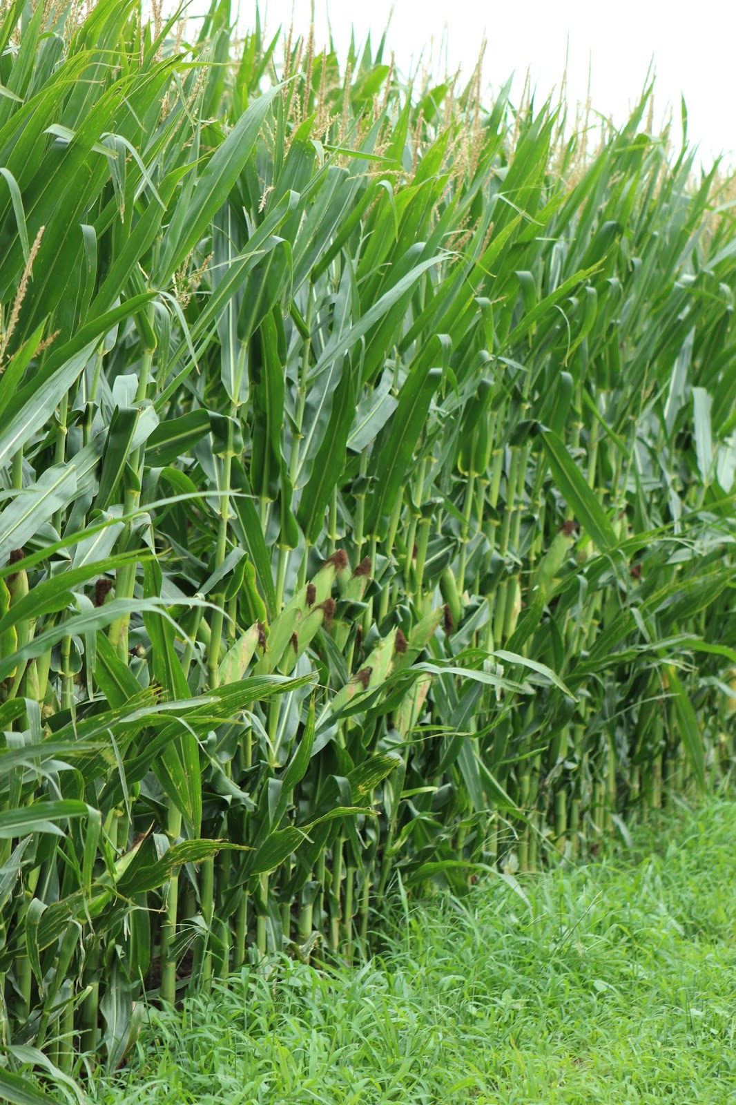 Nebraska Corn Kernels Nebraska corn 17 dented