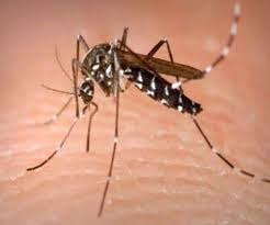Dengue se kaise bachen-डेंगू बुखार क्या है लक्षण और उपचार