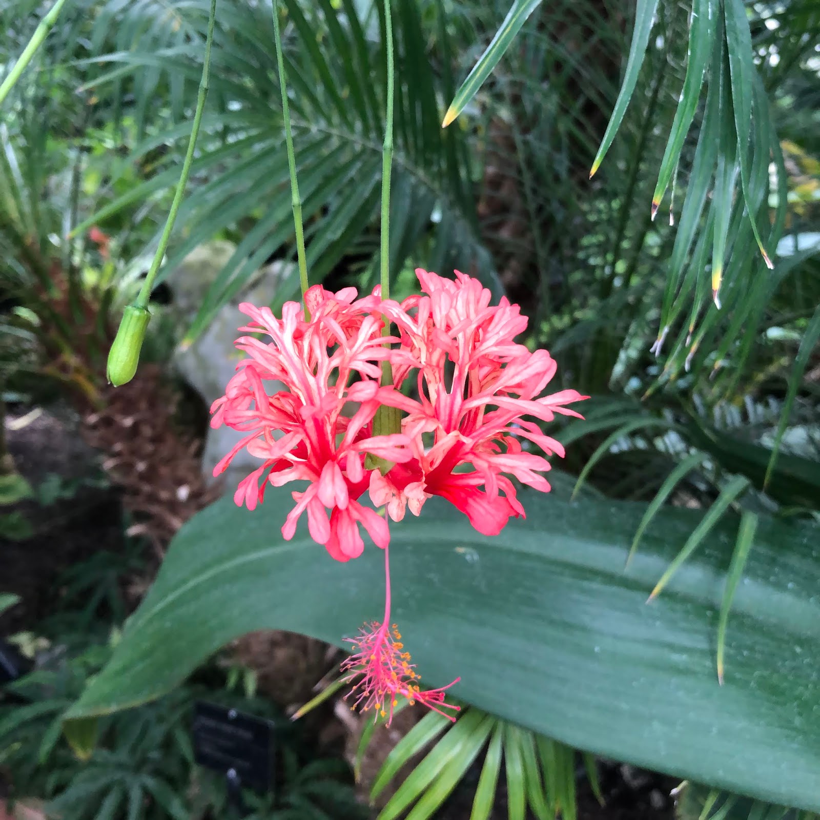 A Little Time and a Keyboard Wandering the Gardens of Oak Park