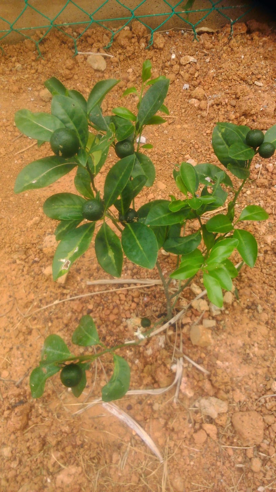 Panglima Sintok: Mini Taman Herba