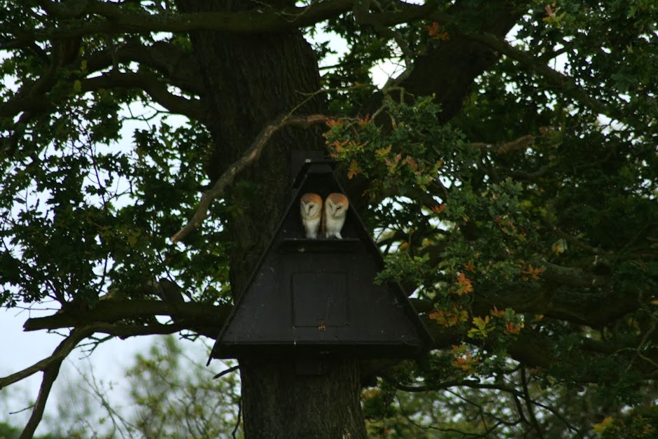 Mid Cheshire Barn Owls