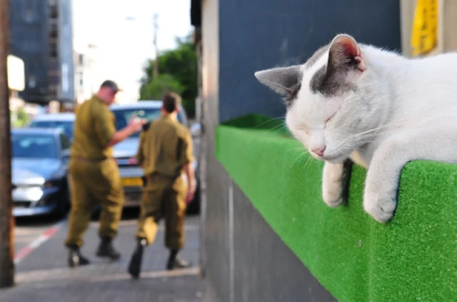 Israel has enough money to solve their street cat problem