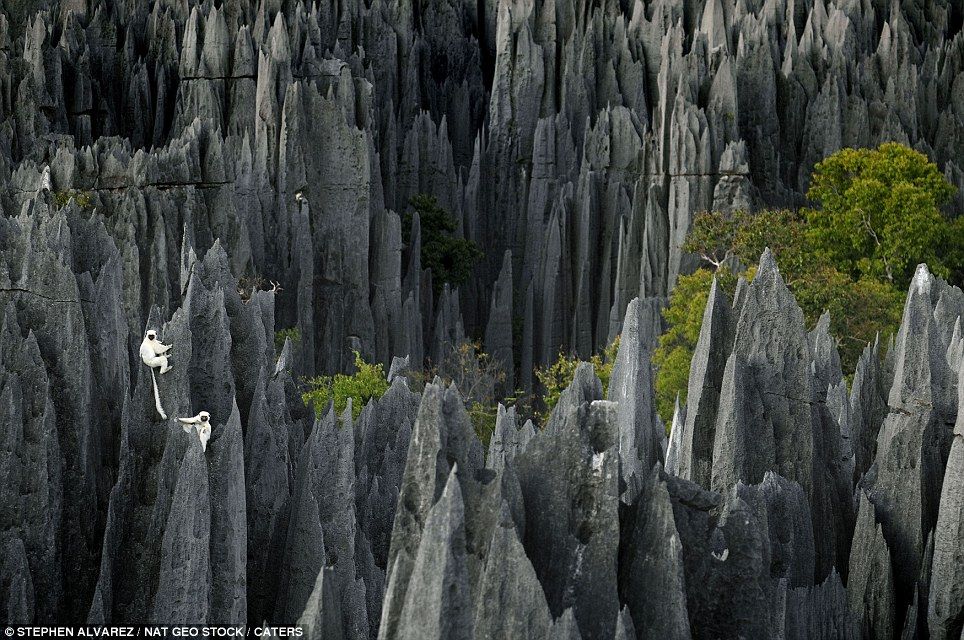Stone Forest Madagaskar 3