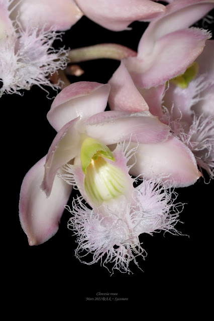 Clowesia rosea