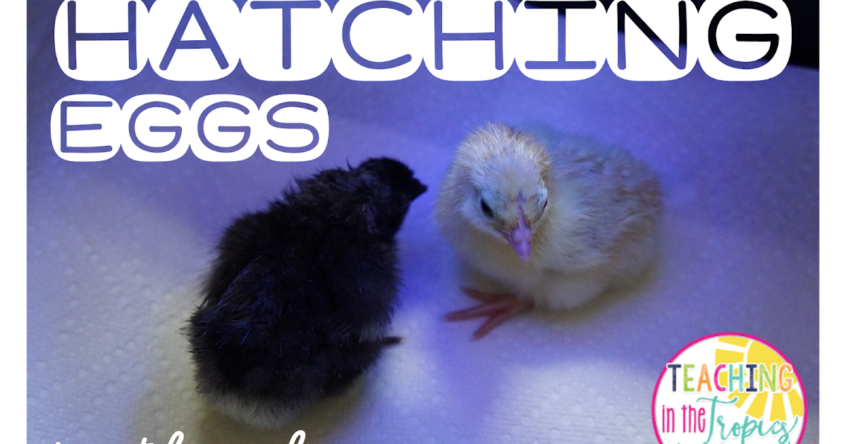 Hatching Chicken Eggs in the Classroom Tips for a Successful Hatch
