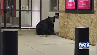 Security Officer Films Encounter with Black Bear Lounging at Miller Hill Mall