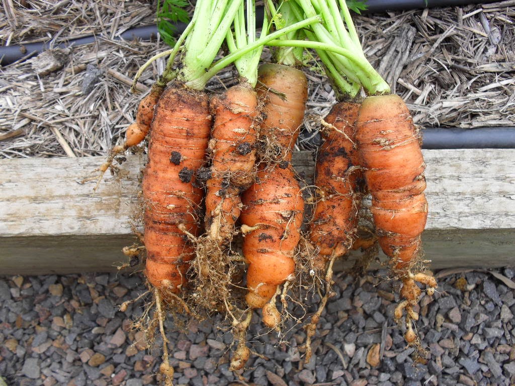 Сколько растет морковь. Бактериальная гниль моркови. Морковь Неля. Морковка с отростком.