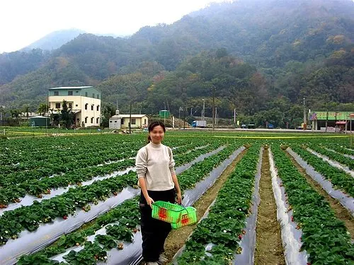 我家咖啡屋 民宿|福氣果子 原 賓拉登草莓園|大湖酒莊|苗栗大湖採草莓