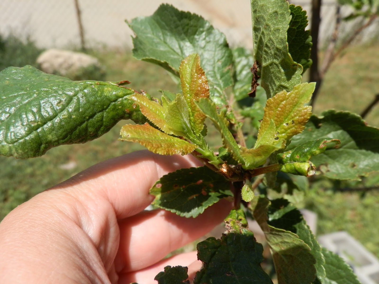 Our Bit of Dirt New Growth Plum Health