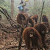 Kebakaran Lahan di Kalimantan Menyebabkan satwa Orang Hutan Terancam