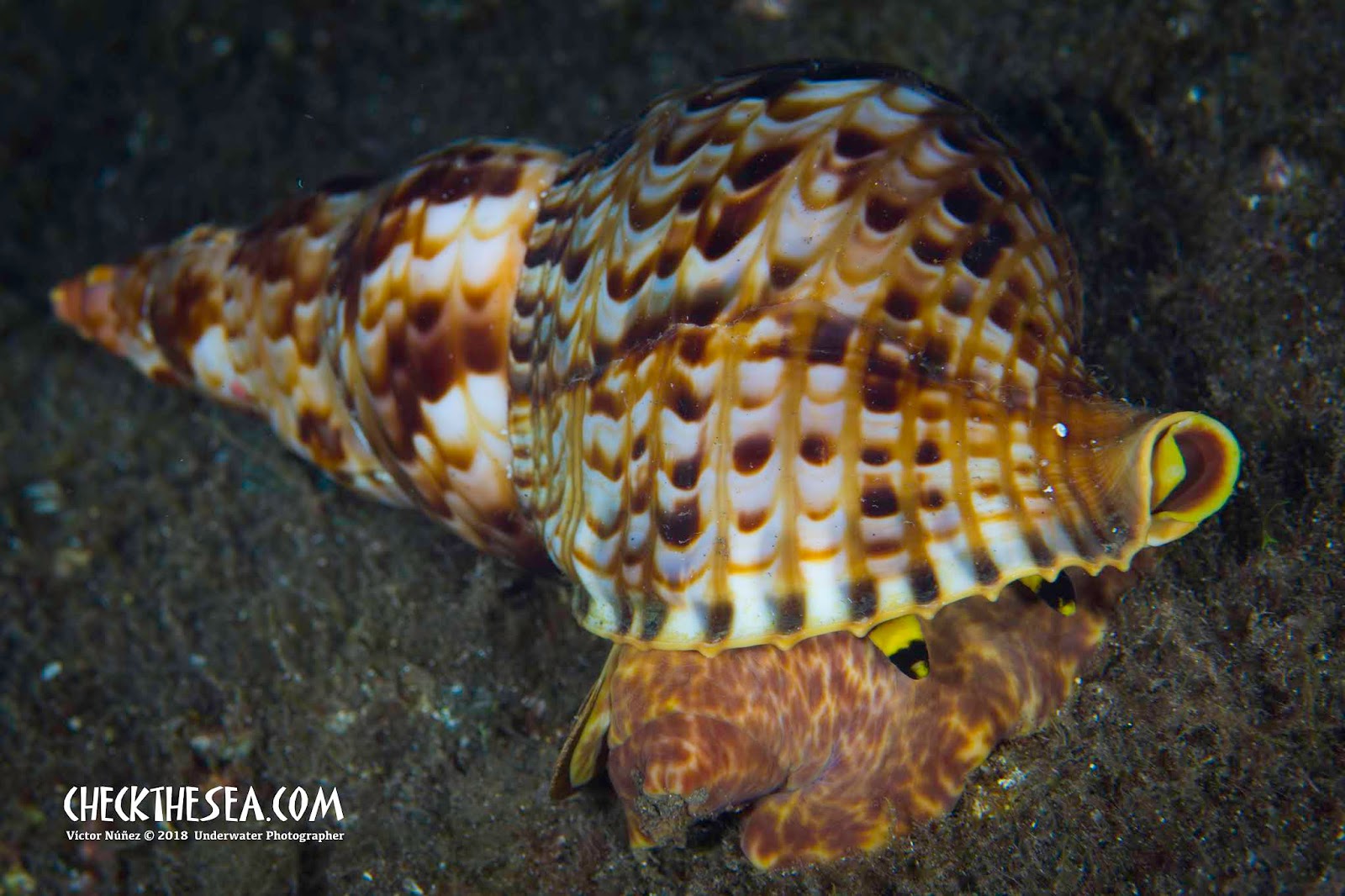 Check the Sea. Web de buceo y fotografía submarina de las Islas
