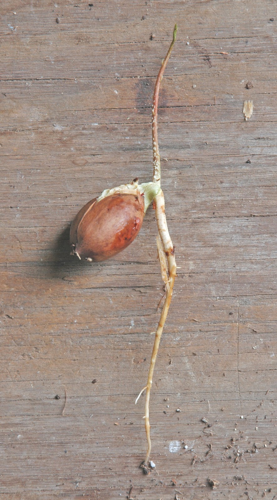 Northern Pecans Growing pecan seedlings in containers