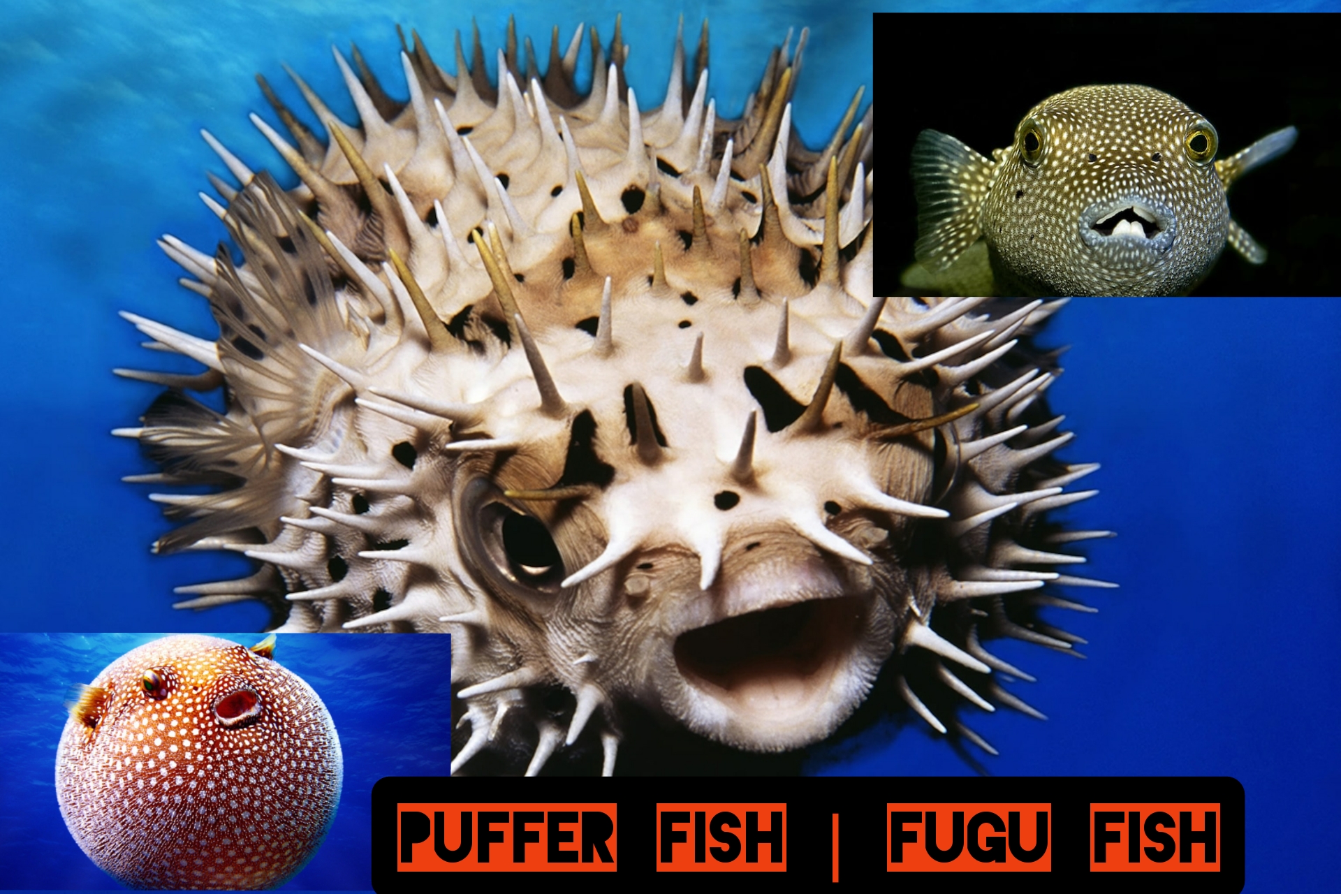 THEFOODIEWAYS Food Fugu Fish The Poisonous Japanese Puffer Fish