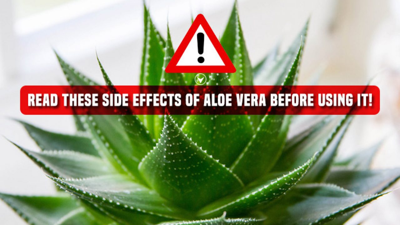 Aloe Vera Health Benefits and Side Effects Leading website for AP
