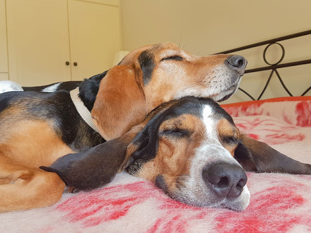 Two dogs sleeping on top of each other on a bed